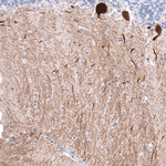 Calbindin D28K Antibody in Immunohistochemistry (Paraffin) (IHC (P))