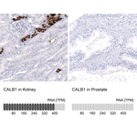 Calbindin D28K Monoclonal Antibody (CL15059)