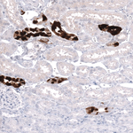 Calbindin D28K Antibody in Immunohistochemistry (Paraffin) (IHC (P))