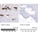 Calbindin D28K Monoclonal Antibody (CL15060)