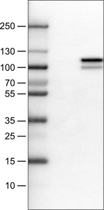 MMP9 Antibody in Western Blot (WB)