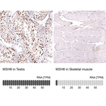 MSH6 Monoclonal Antibody (CL13844)