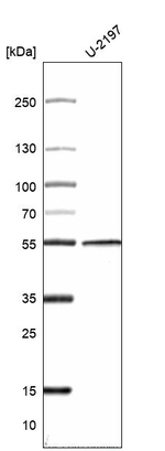 Cytokeratin 14 Antibody in Western Blot (WB)