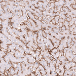 ITGB1 Antibody in Immunohistochemistry (Paraffin) (IHC (P))
