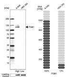 ITGB1 Antibody in Western Blot (WB)