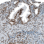 Androgen Receptor Antibody in Immunohistochemistry (Paraffin) (IHC (P))