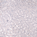 Cardiac Troponin T Antibody in Immunohistochemistry (Paraffin) (IHC (P))