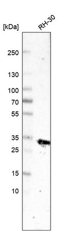 Cardiac Troponin T Antibody in Western Blot (WB)