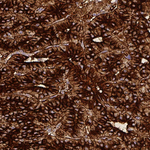 Chromogranin A Antibody in Immunohistochemistry (Paraffin) (IHC (P))