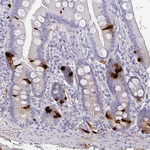 Chromogranin A Antibody in Immunohistochemistry (Paraffin) (IHC (P))