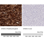Chromogranin A Antibody in Immunohistochemistry (Paraffin) (IHC (P))