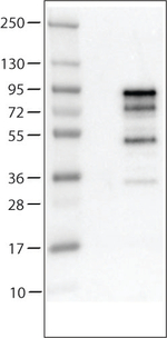 Chromogranin A Antibody in Western Blot (WB)