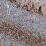 NF-H Antibody in Immunohistochemistry (Paraffin) (IHC (P))