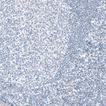 NF-H Antibody in Immunohistochemistry (Paraffin) (IHC (P))