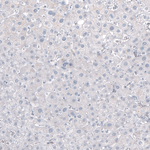 NF-H Antibody in Immunohistochemistry (Paraffin) (IHC (P))