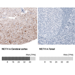 NF-H Monoclonal Antibody (CL2671)
