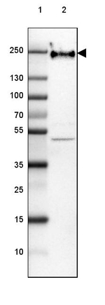 NF-H Antibody in Western Blot (WB)