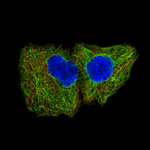 Cytokeratin 5 Antibody in Immunocytochemistry (ICC/IF)