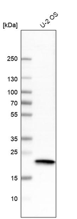 CRYAB Antibody in Western Blot (WB)