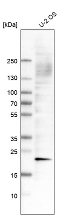CRYAB Antibody in Western Blot (WB)