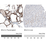 Bcl-2 Monoclonal Antibody (CL7935)