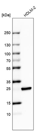 Bcl-2 Antibody in Western Blot (WB)