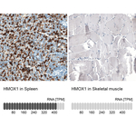 HO-1 Antibody in Immunohistochemistry (Paraffin) (IHC (P))