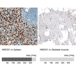 HO-1 Antibody in Immunohistochemistry (Paraffin) (IHC (P))