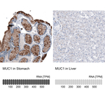 MUC1 Monoclonal Antibody (CL8733)