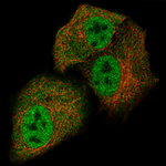 STAT3 Monoclonal Antibody (CL0492)