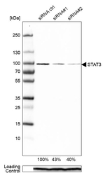 STAT3 Antibody in Western Blot (WB)
