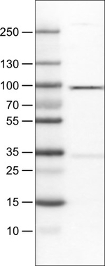 STAT3 Antibody in Western Blot (WB)
