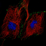 N-cadherin Monoclonal Antibody (CL3716)