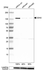 N-cadherin Antibody in Western Blot (WB)