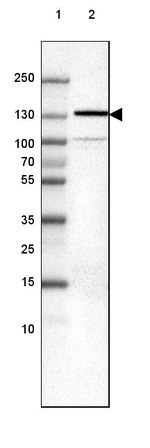N-cadherin Antibody in Western Blot (WB)