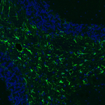 GFAP Antibody in Immunohistochemistry (Paraffin) (IHC (P))