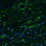 GFAP Antibody in Immunohistochemistry (Paraffin) (IHC (P))