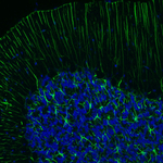 GFAP Antibody in Immunohistochemistry (Paraffin) (IHC (P))