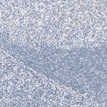 GFAP Antibody in Immunohistochemistry (Paraffin) (IHC (P))