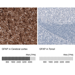 GFAP Monoclonal Antibody (CL2713)