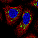 COX4 Monoclonal Antibody (CL3497)