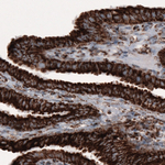 COX4 Antibody in Immunohistochemistry (Paraffin) (IHC (P))