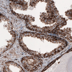 COX4 Antibody in Immunohistochemistry (Paraffin) (IHC (P))