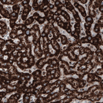 COX4 Antibody in Immunohistochemistry (Paraffin) (IHC (P))