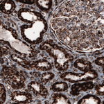 COX4 Antibody in Immunohistochemistry (Paraffin) (IHC (P))