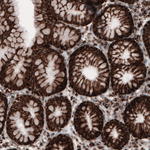 COX4 Antibody in Immunohistochemistry (Paraffin) (IHC (P))
