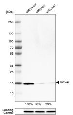 COX4 Antibody in Western Blot (WB)