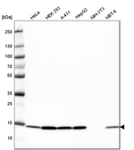 COX4 Antibody in Western Blot (WB)
