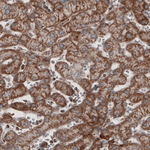 COX4 Antibody in Immunohistochemistry (Paraffin) (IHC (P))
