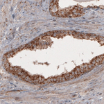 COX4 Antibody in Immunohistochemistry (Paraffin) (IHC (P))